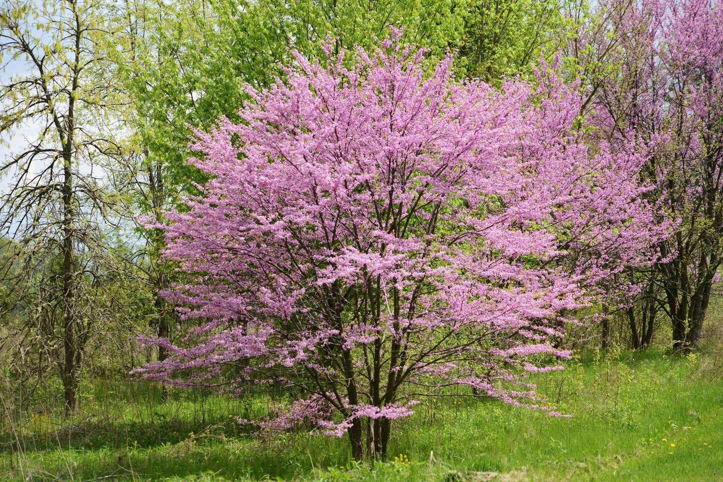 Cercis Canadensis Multi Stem - View 16 from www redcrocus com