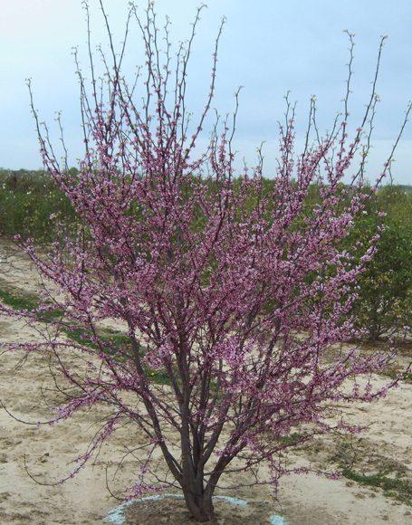 Cercis Canadensis Multi Stem - View 2 from www redcrocus com