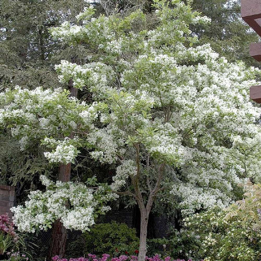 Chionanthus Virginicus Multi Stem - View 10 from www redcrocus com