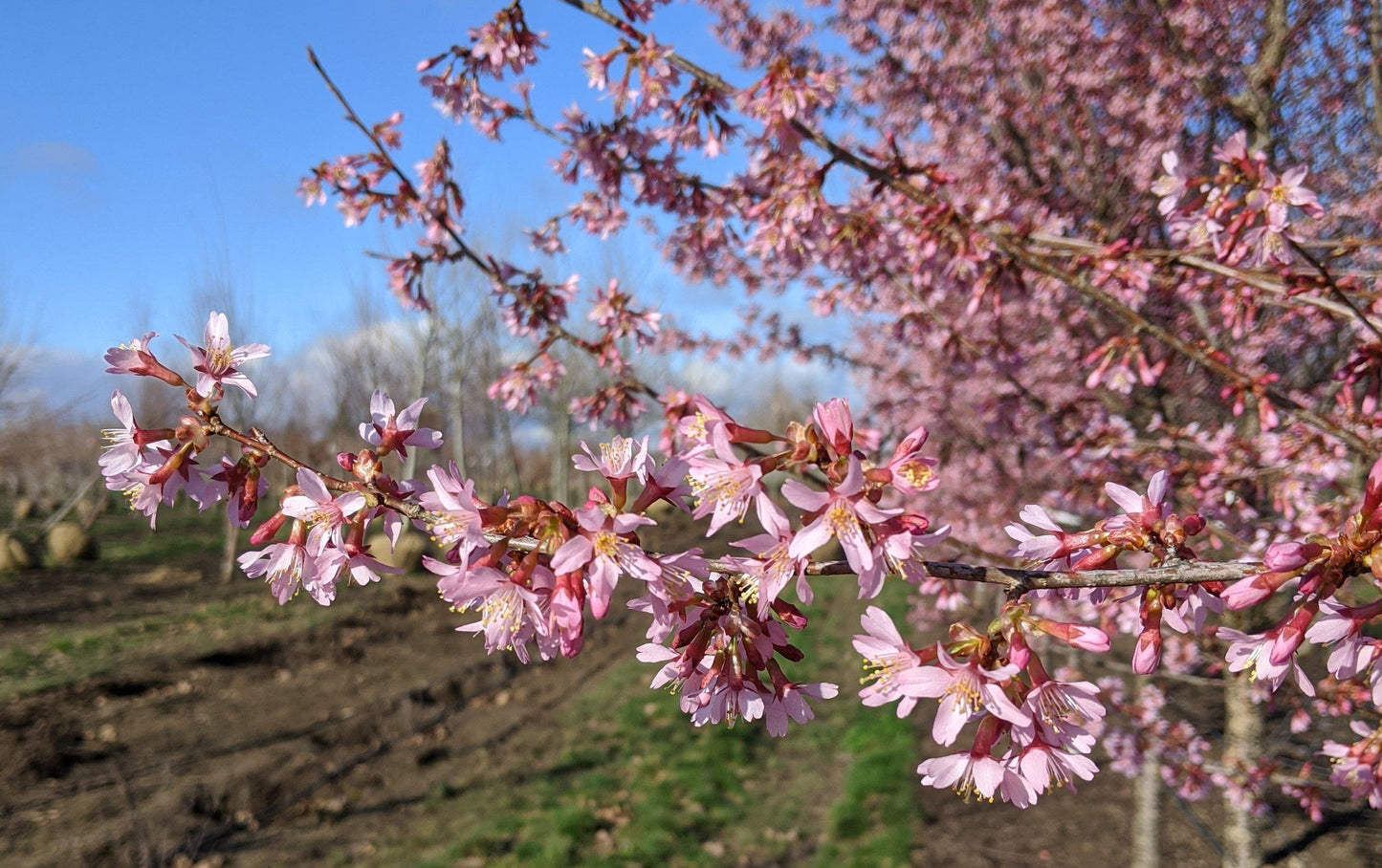 Prunus Campanulata Okame - View 16 from www redcrocus com