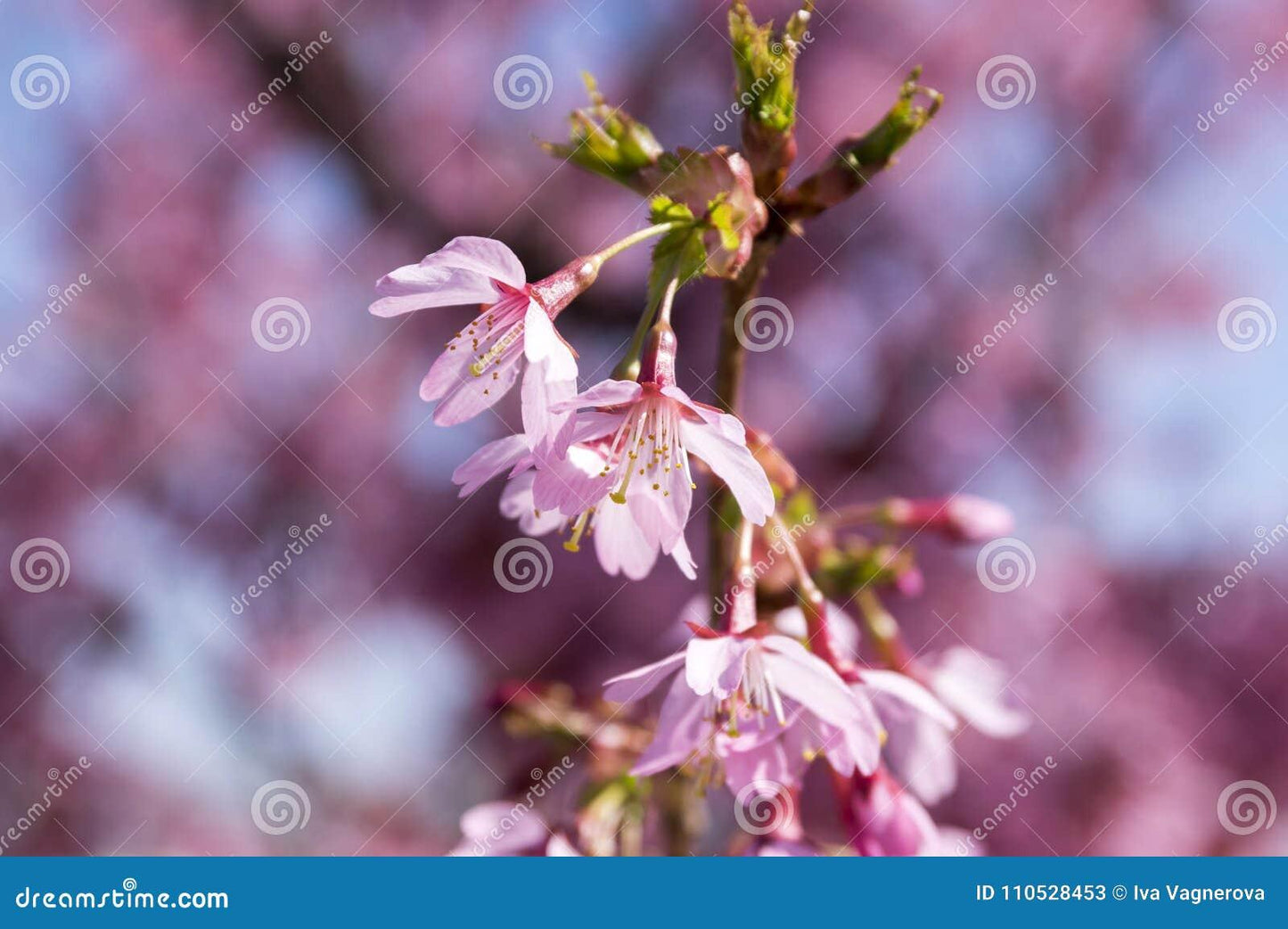 Prunus Campanulata Okame - View 18 from www redcrocus com