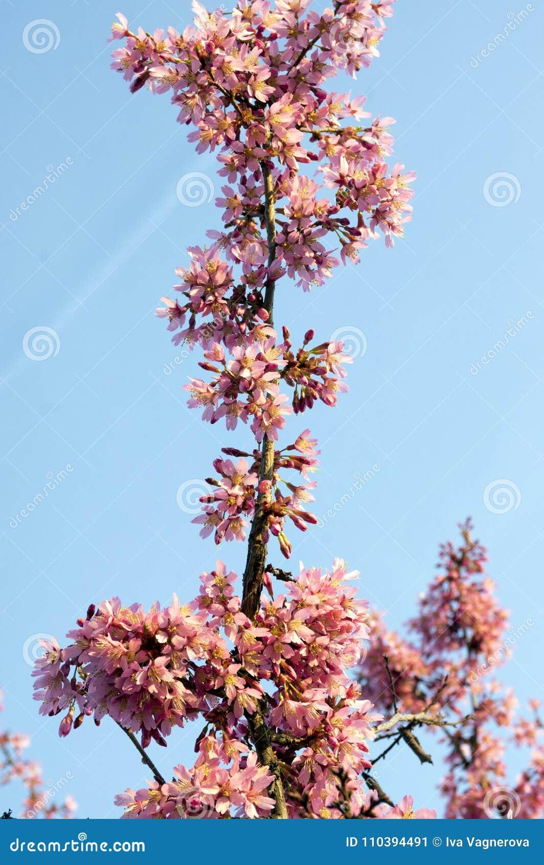 Prunus Campanulata Okame - View 19 from www redcrocus com