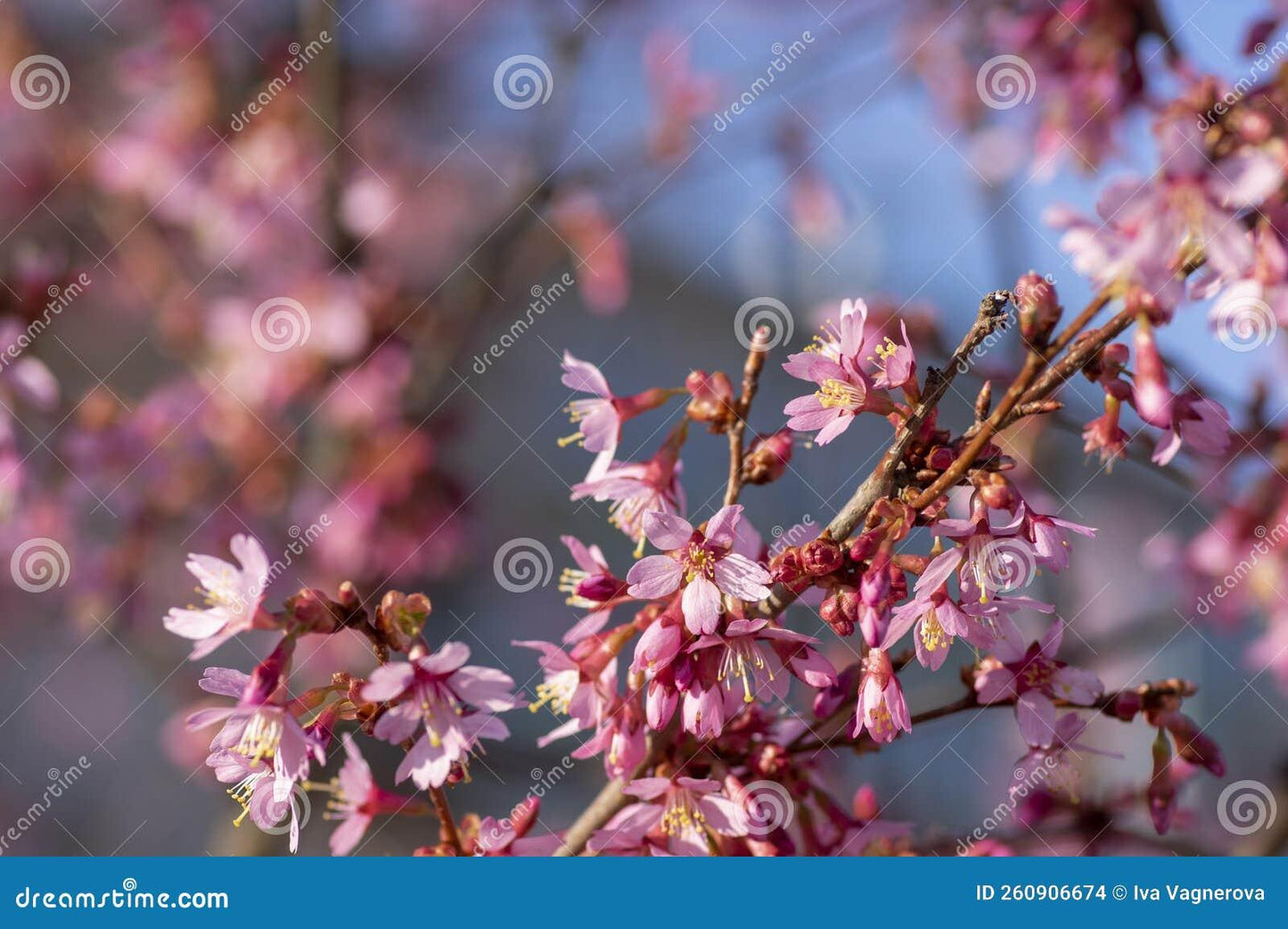 Prunus Campanulata Okame - View 7 from www redcrocus com