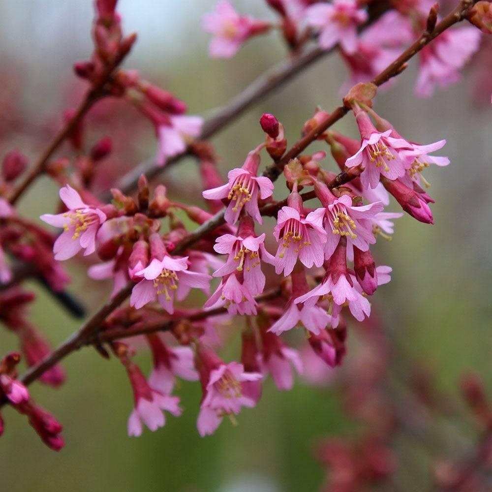 Prunus Campanulata Okame - View 9 from www redcrocus com