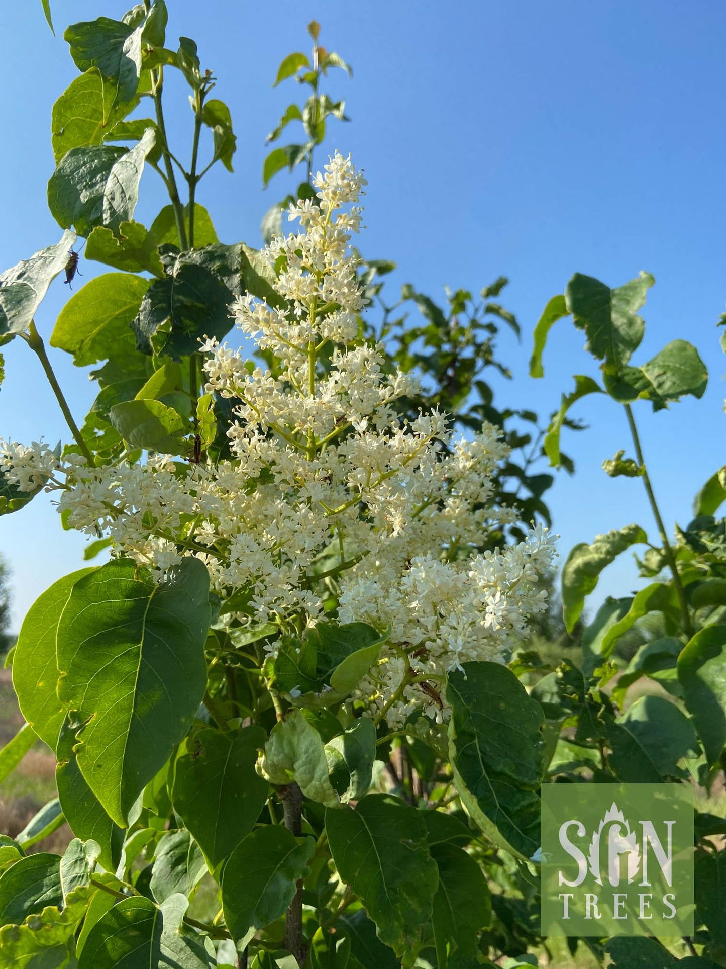 Syringa Reticulata Ivory Silk - View 14 from www redcrocus com