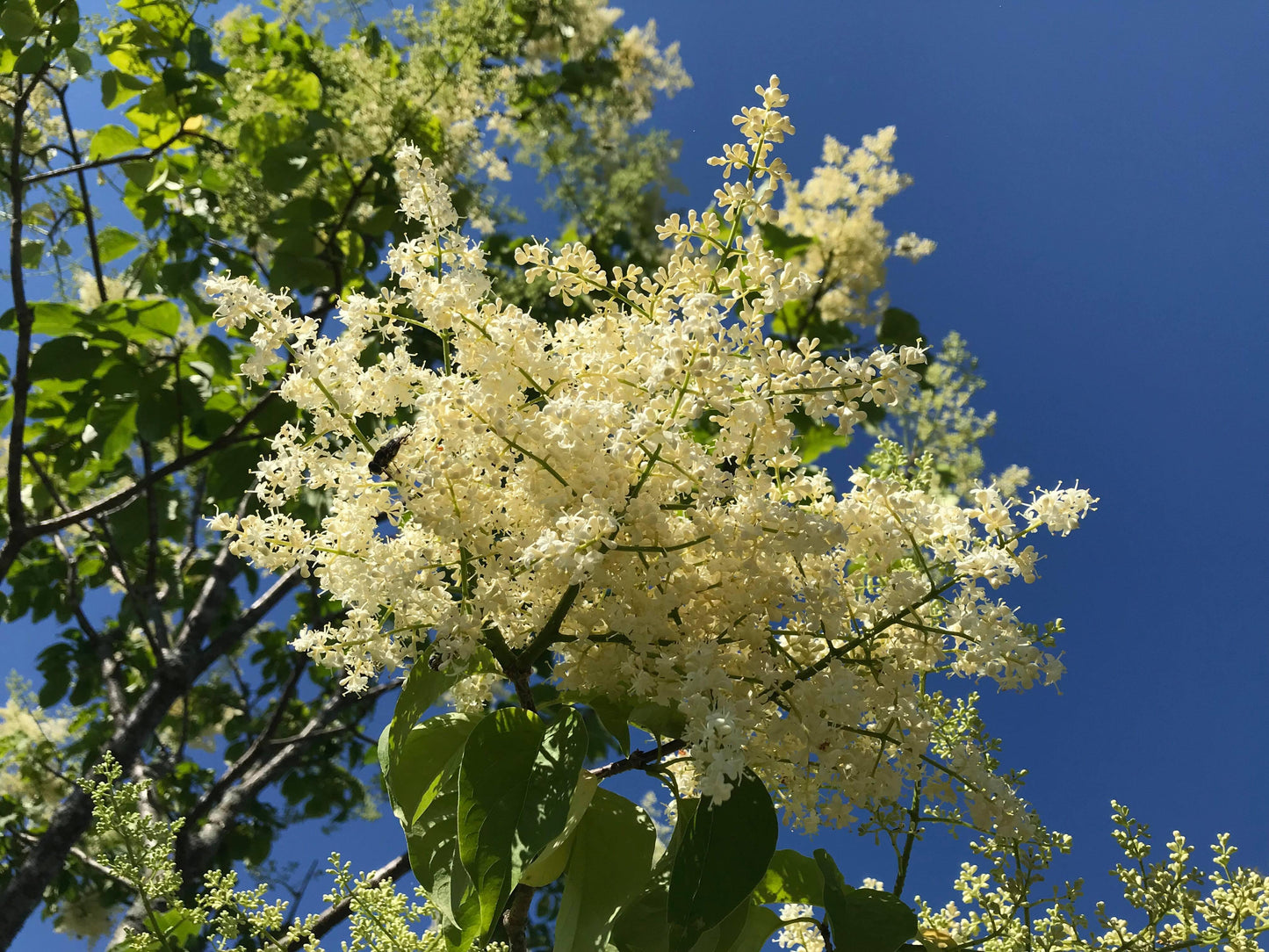 Syringa Reticulata Ivory Silk - View 16 from www redcrocus com