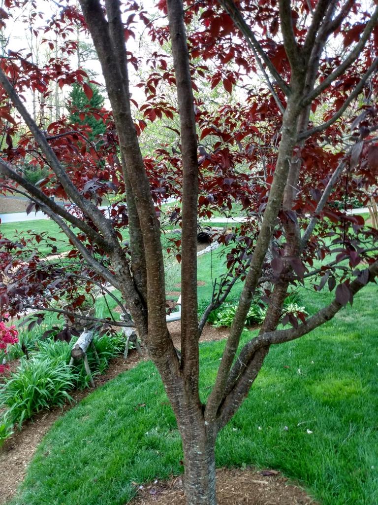Prunus Cerasifera Thundercloud - View 14 from www redcrocus com