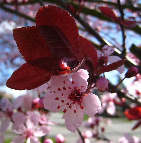 Prunus Cerasifera Thundercloud - View 15 from www redcrocus com