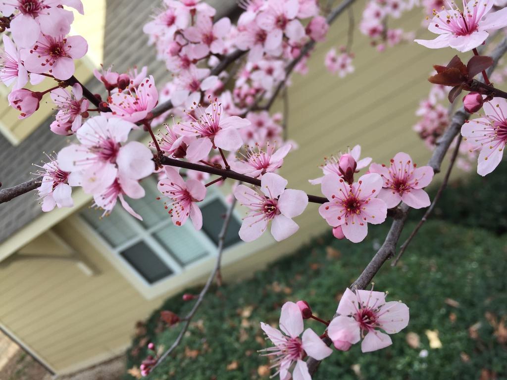 Prunus Cerasifera Thundercloud - View 16 from www redcrocus com