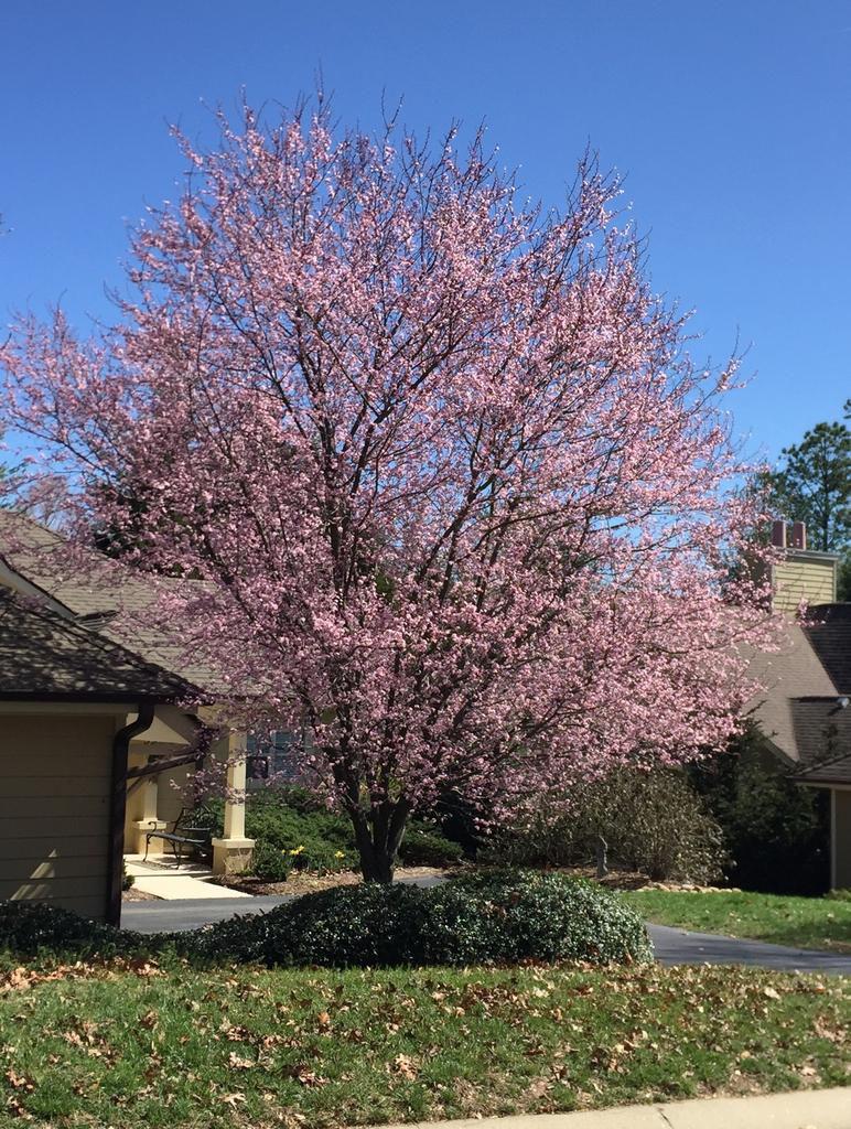 Prunus Cerasifera Thundercloud - View 4 from www redcrocus com