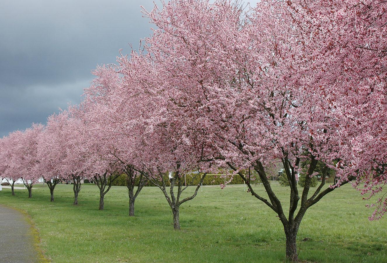 Prunus Cerasifera Thundercloud - View 9 from www redcrocus com