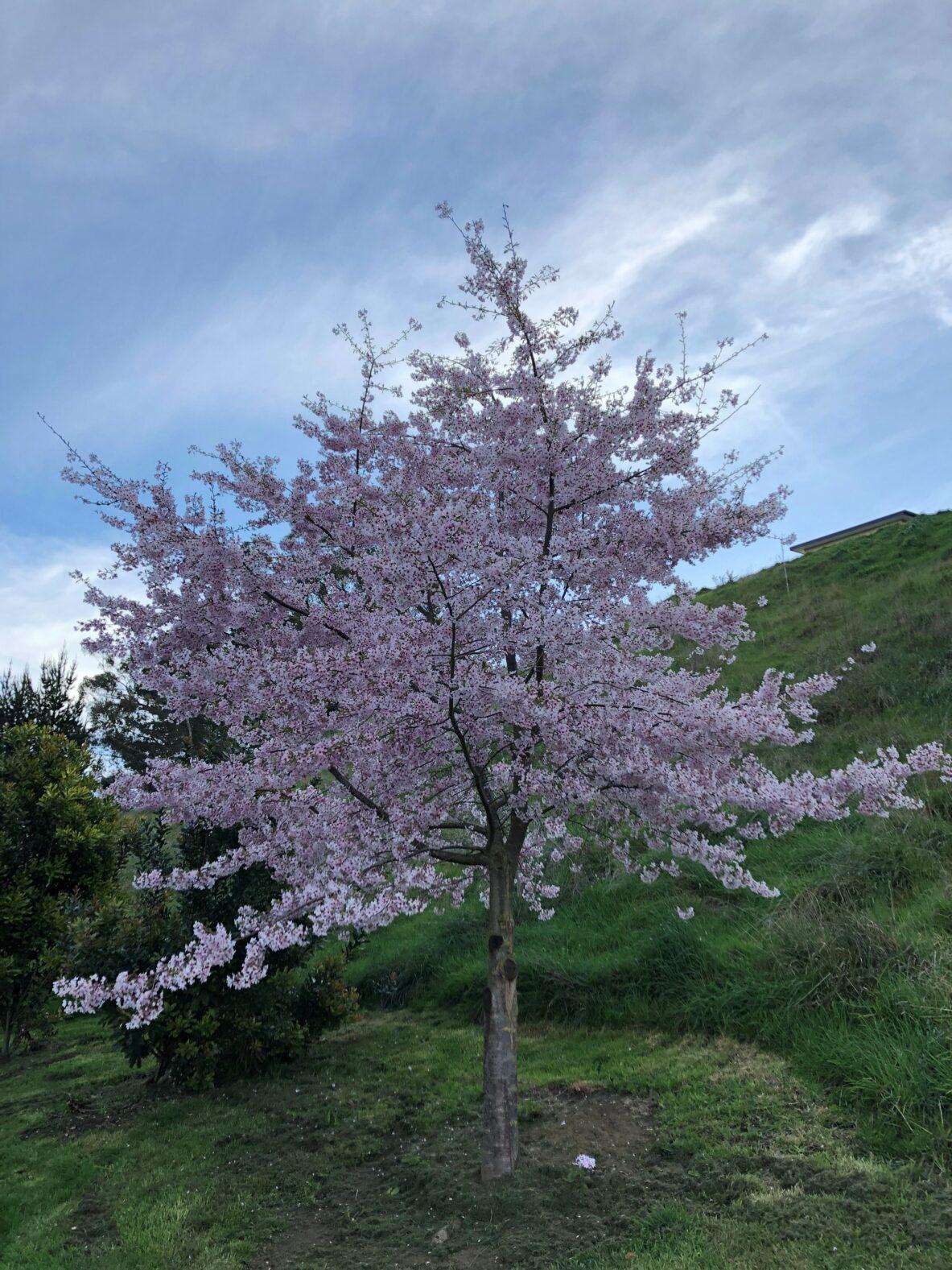 Prunus Yedoensis - View 12 from www redcrocus com
