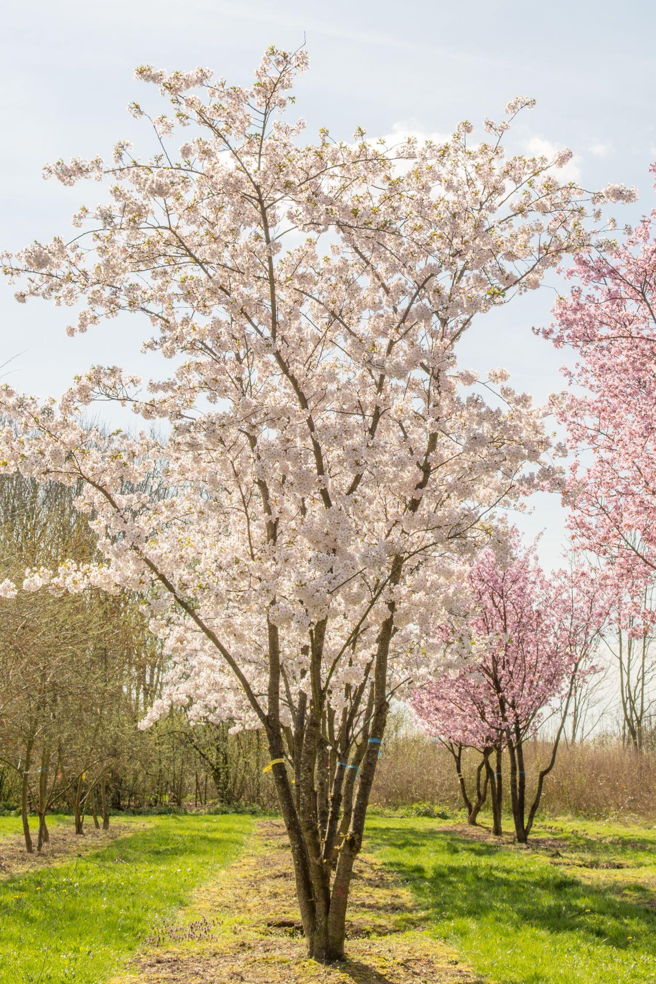 Prunus Yedoensis - View 14 from www redcrocus com