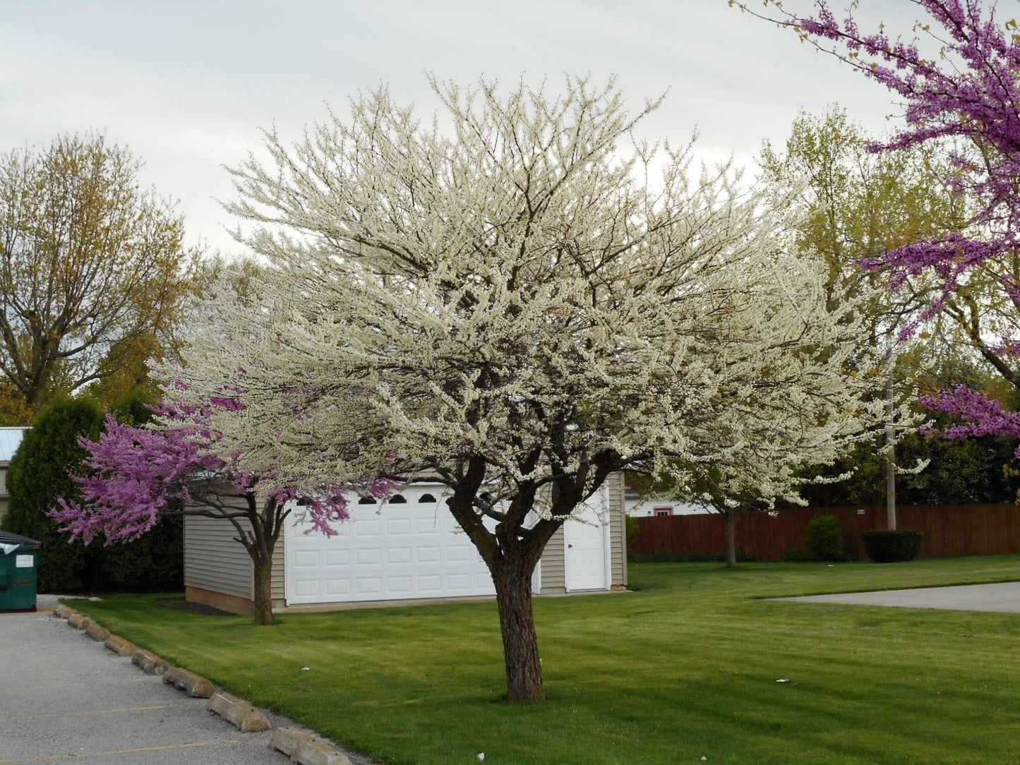 Cercis Canadensis Alba Single Stem - View 11 from www redcrocus com