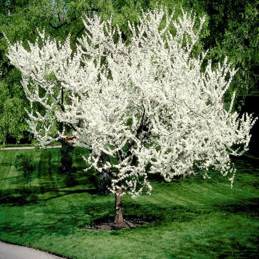 Cercis Canadensis Alba Single Stem - View 12 from www redcrocus com