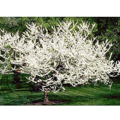 Cercis Canadensis Alba Single Stem - View 13 from www redcrocus com