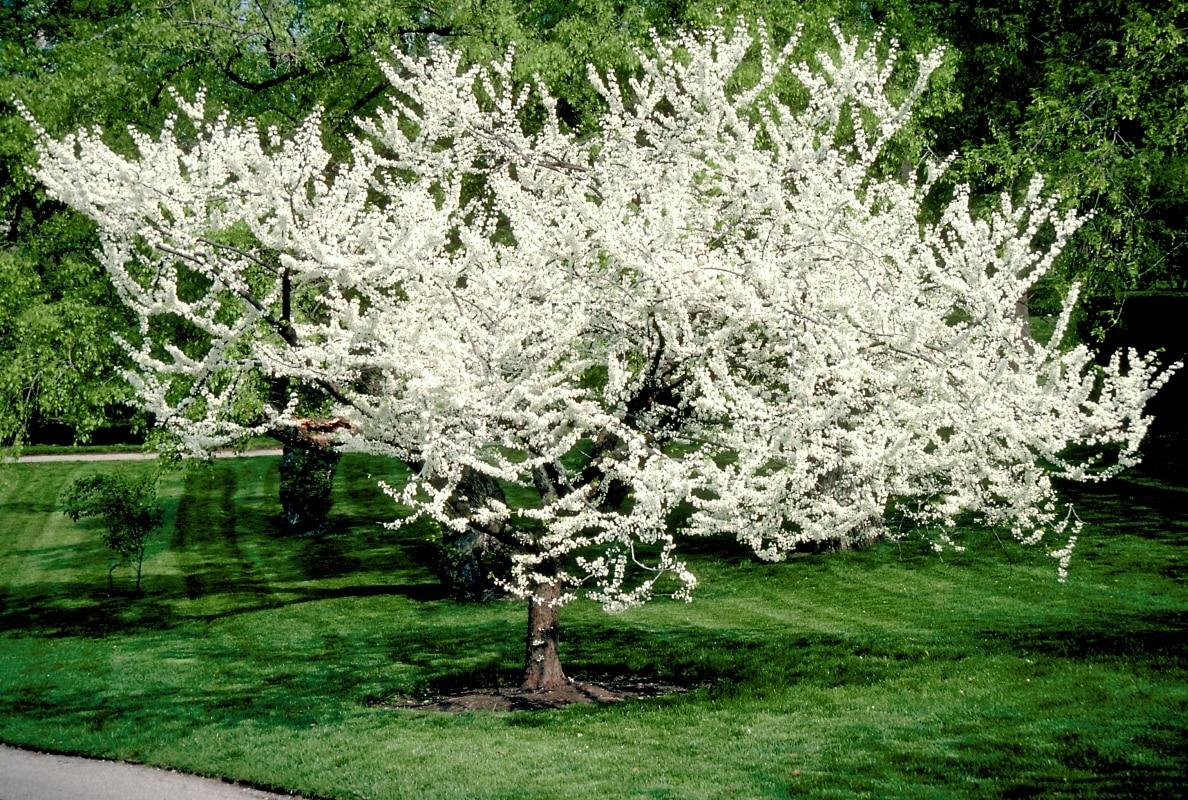 Cercis Canadensis Alba Single Stem - View 18 from www redcrocus com