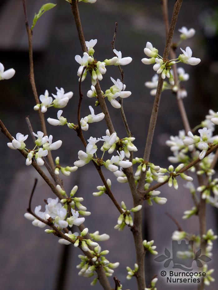 Cercis Canadensis Alba Single Stem - View 1 from www redcrocus com
