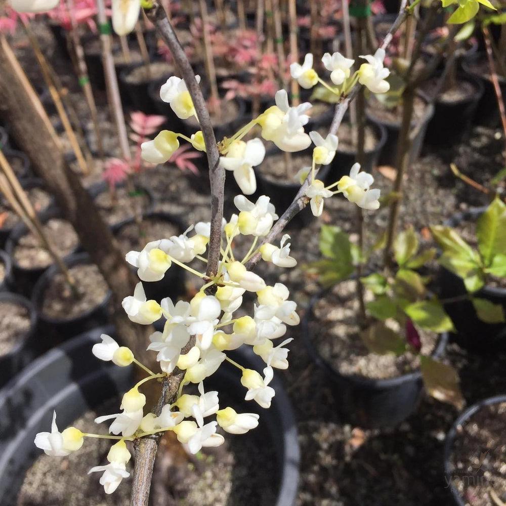 Cercis Canadensis Alba Single Stem - View 2 from www redcrocus com