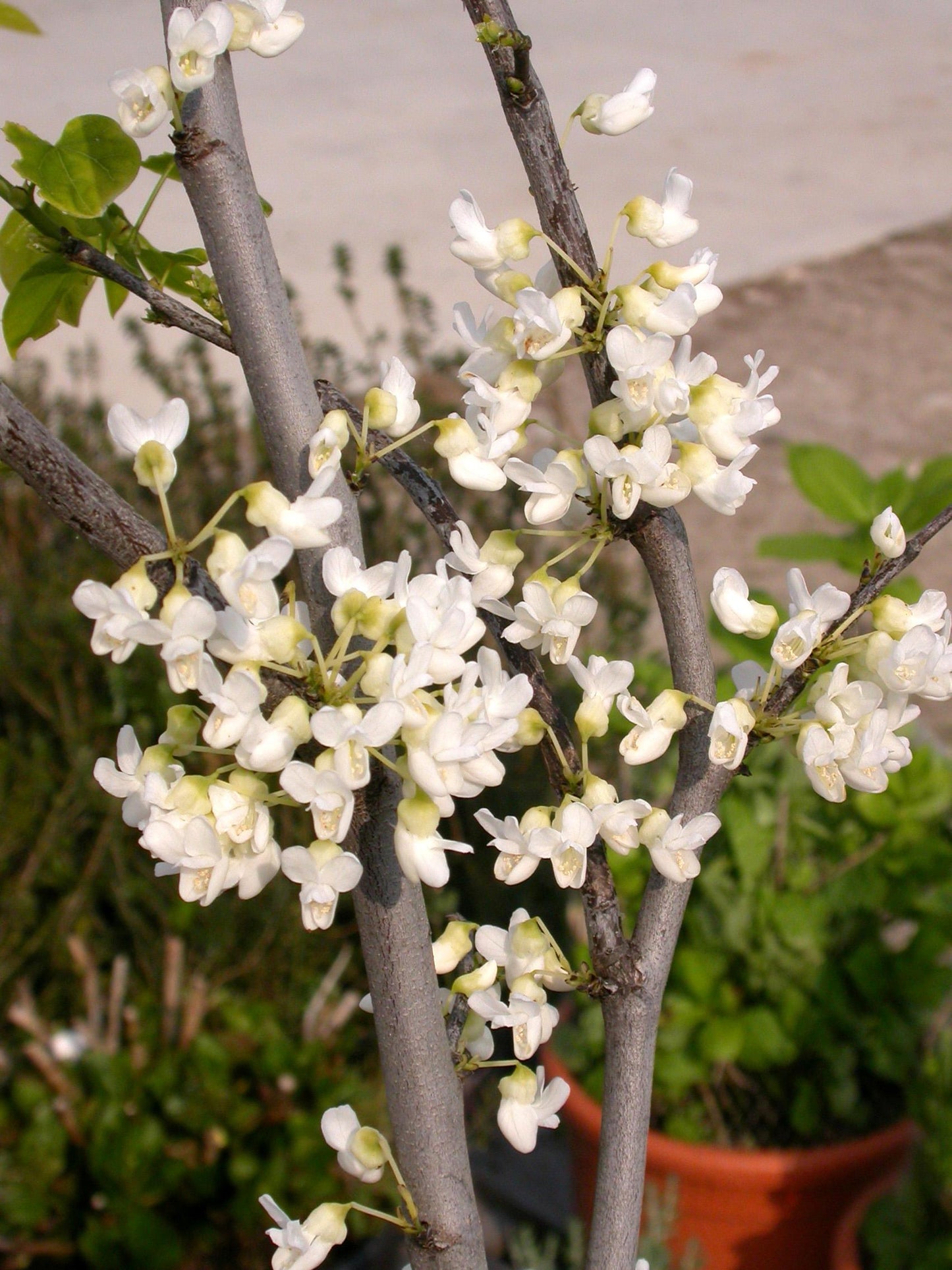 Cercis Canadensis Alba Single Stem - View 4 from www redcrocus com