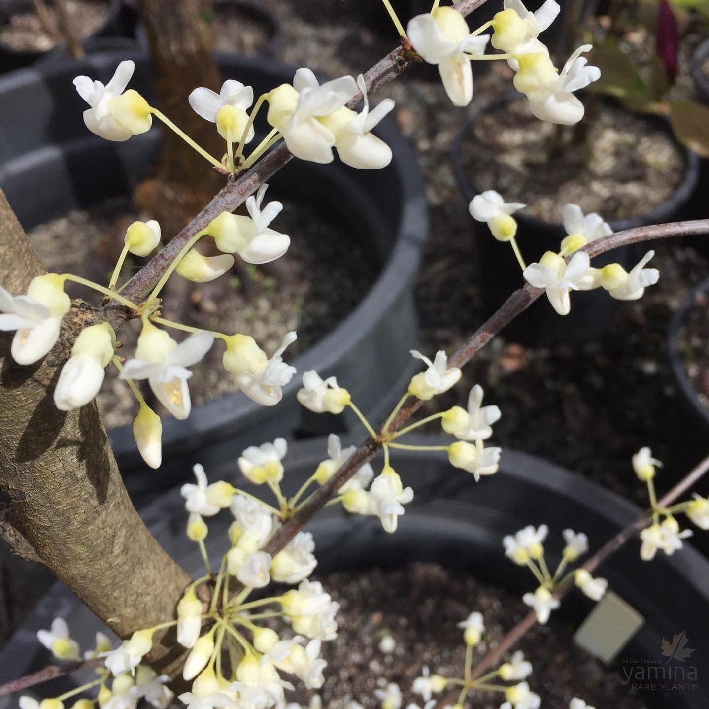 Cercis Canadensis Alba Single Stem - View 5 from www redcrocus com
