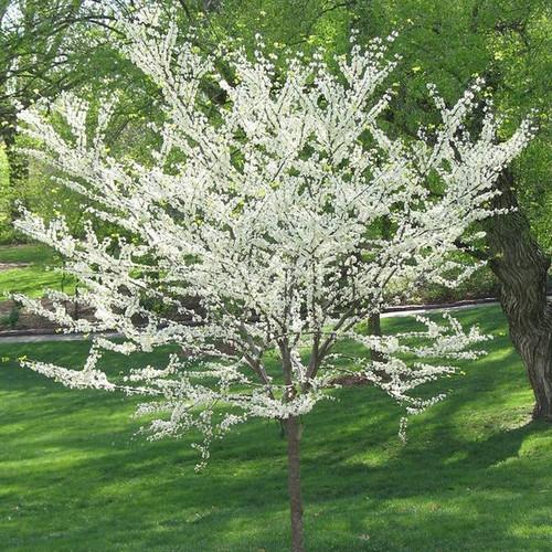 Cercis Canadensis Alba Single Stem - View 6 from www redcrocus com