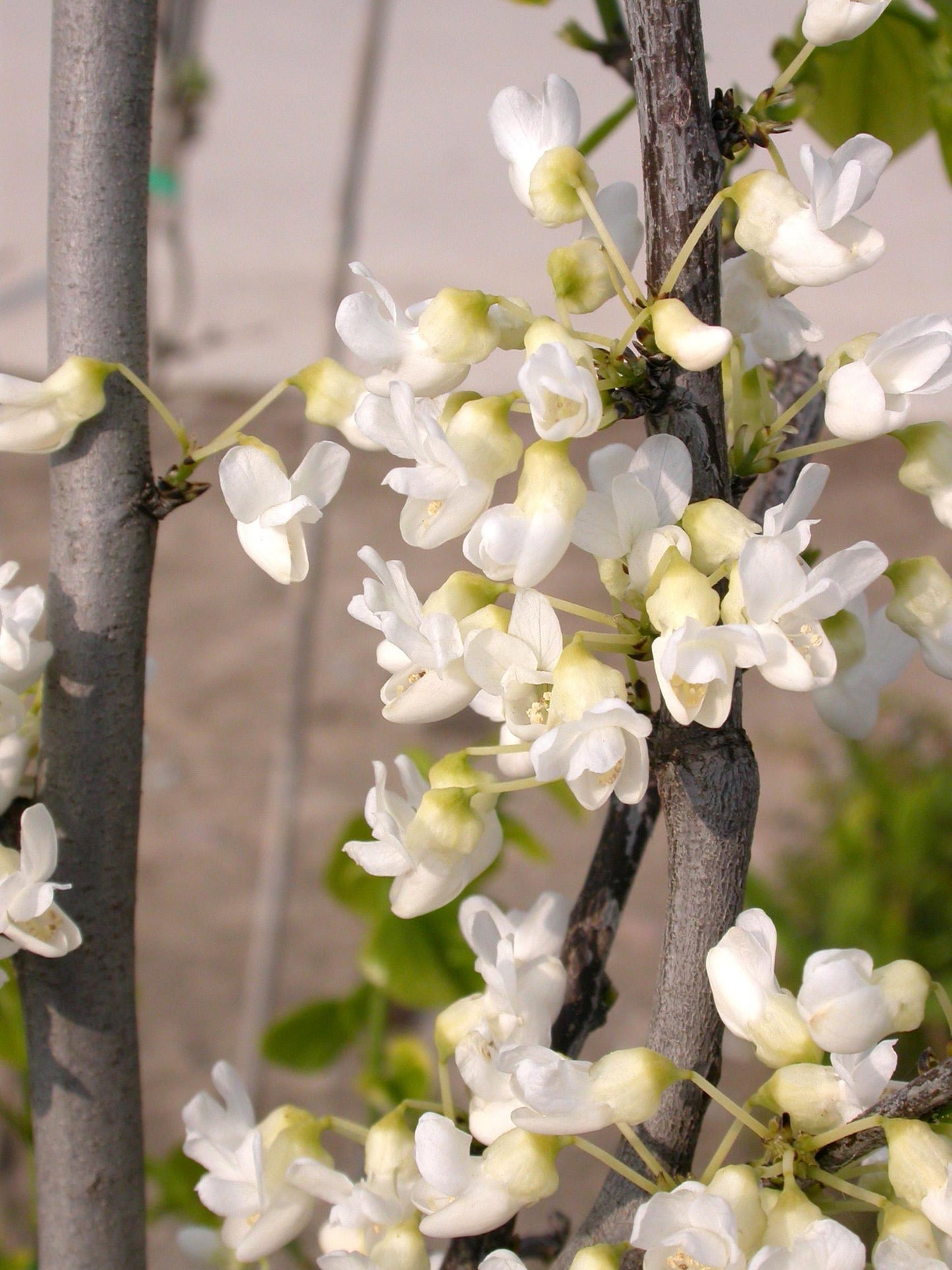 Cercis Canadensis Alba Single Stem - View 7 from www redcrocus com