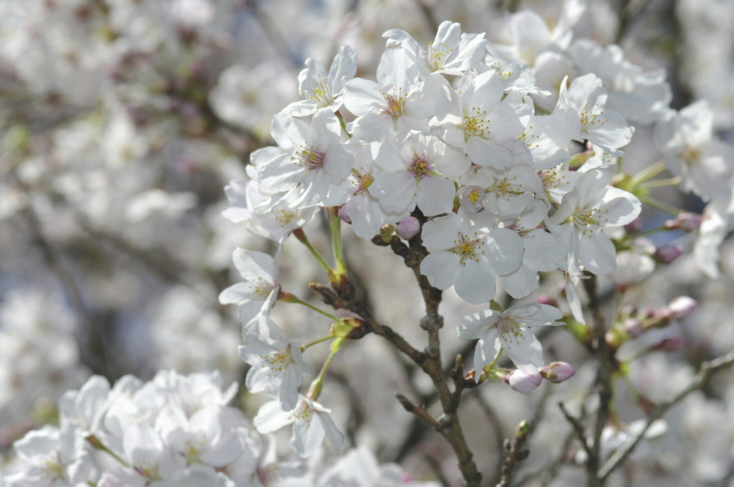 Prunus Yedoensis - View 11 from www redcrocus com