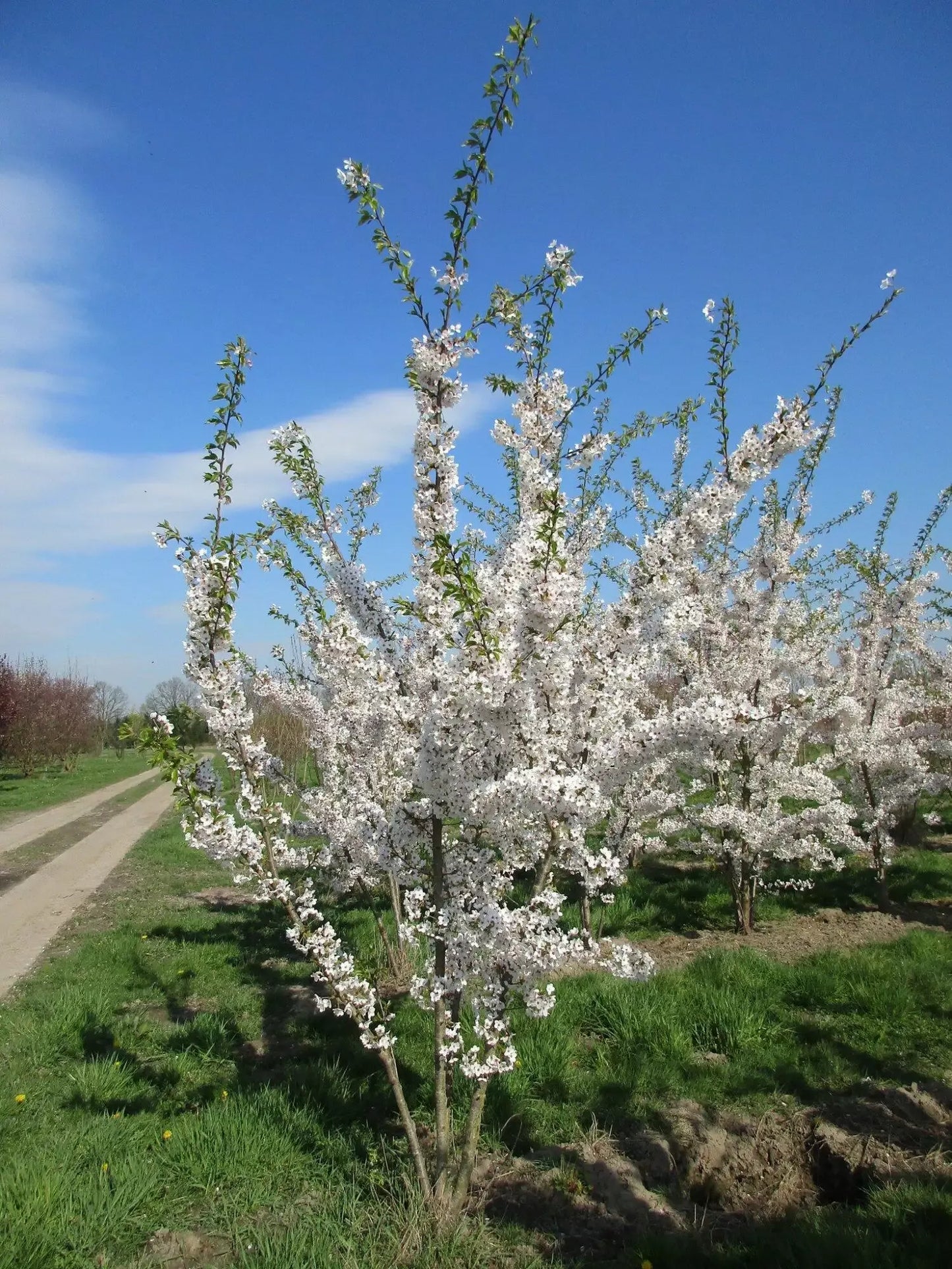 Prunus Yedoensis - View 11 from www redcrocus com
