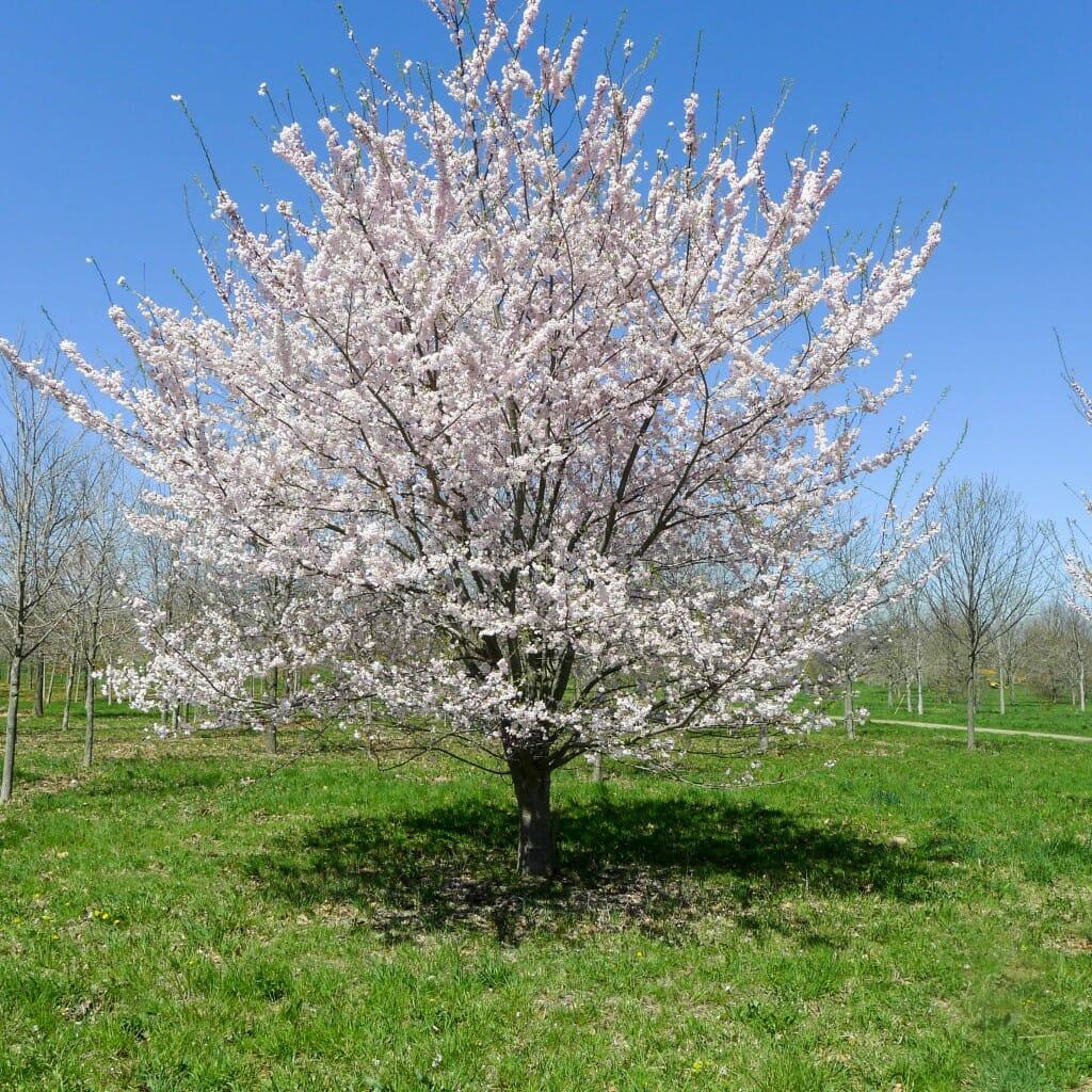 Prunus Yedoensis - View 13 from www redcrocus com