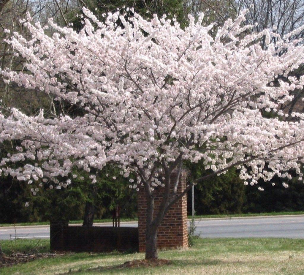 Prunus Yedoensis - View 16 from www redcrocus com