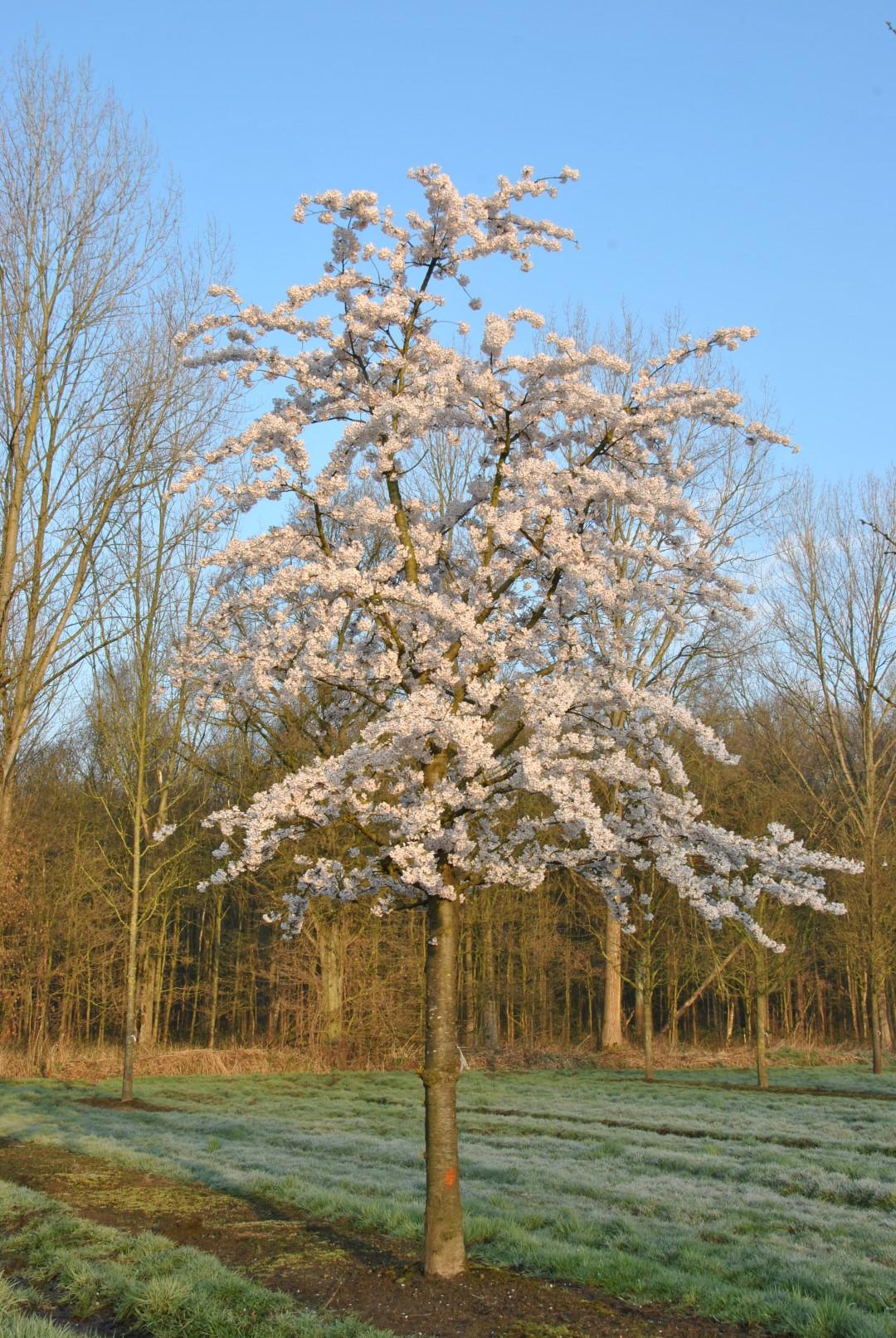 Prunus Yedoensis - View 3 from www redcrocus com