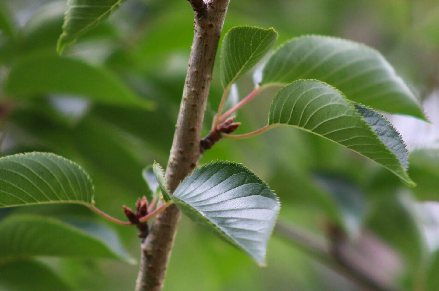 Prunus Yedoensis - View 6 from www redcrocus com