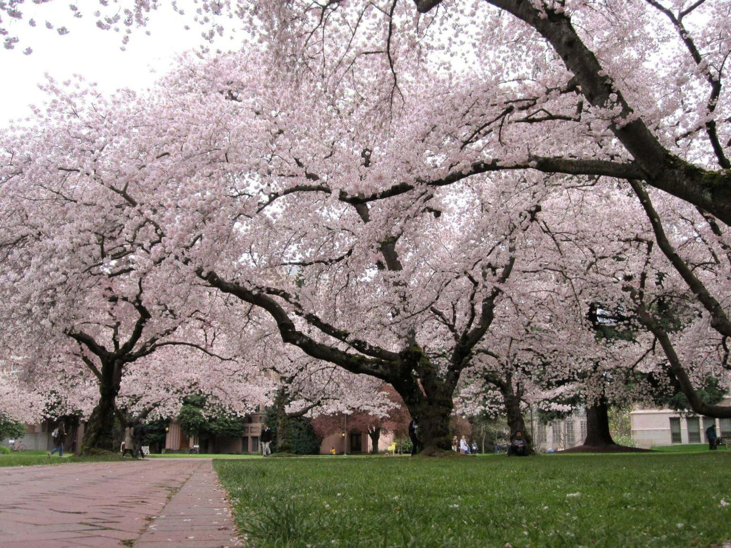 Prunus Yedoensis - View 8 from www redcrocus com