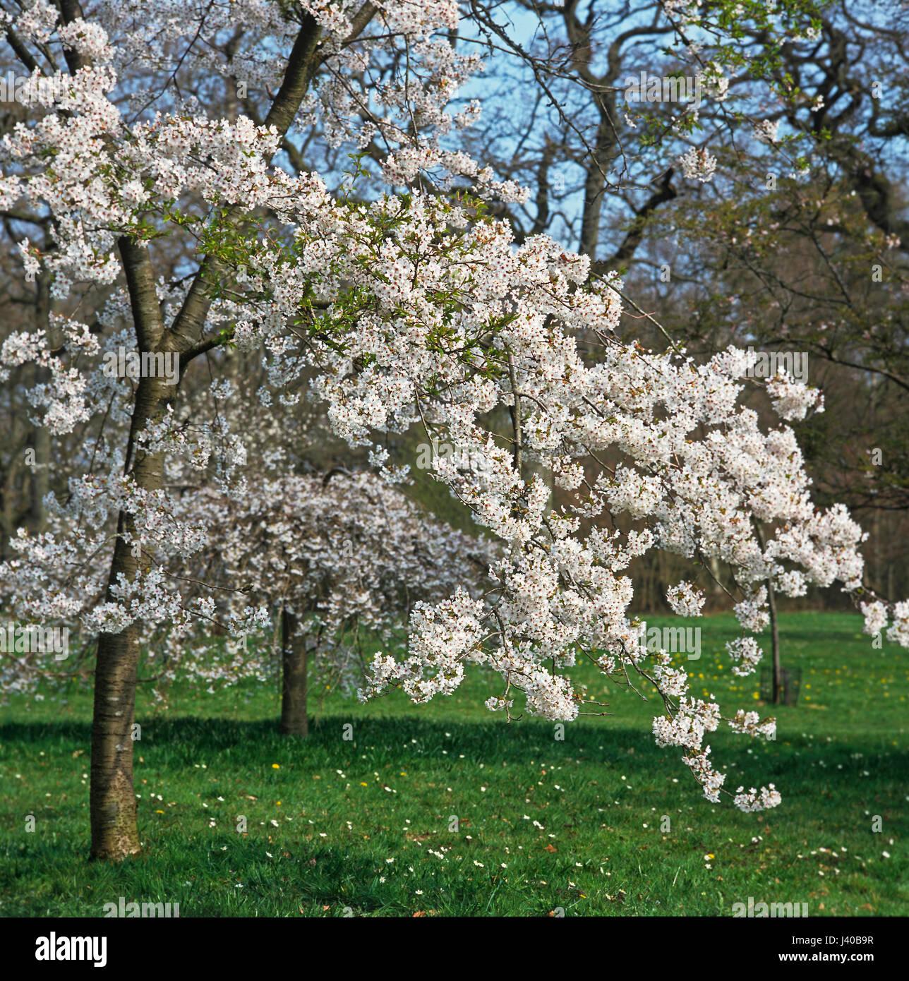 Prunus Yedoensis - View 9 from www redcrocus com