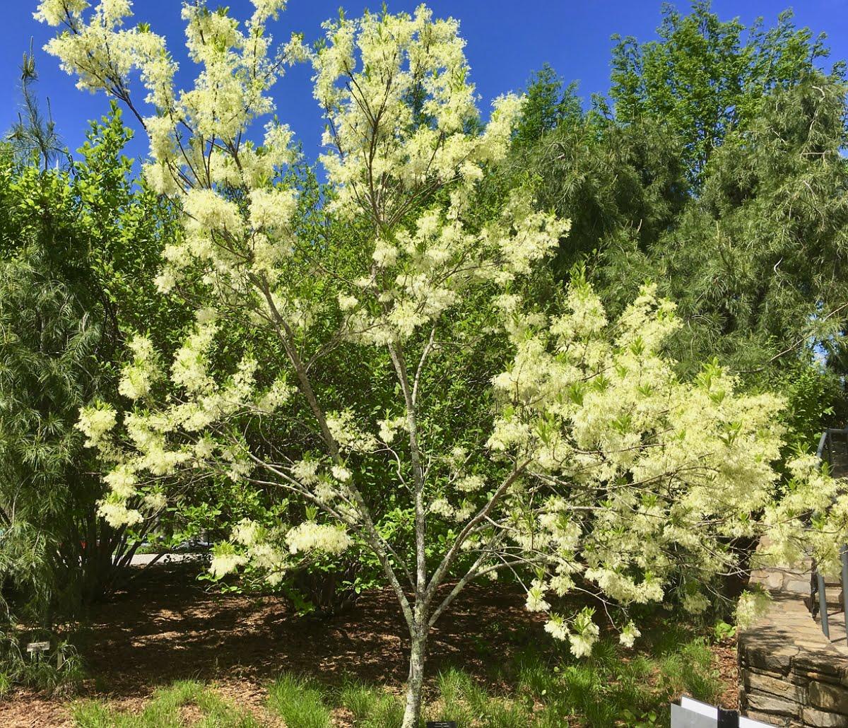 Chionanthus Virginicus Multi Stem - View 10 from www redcrocus com