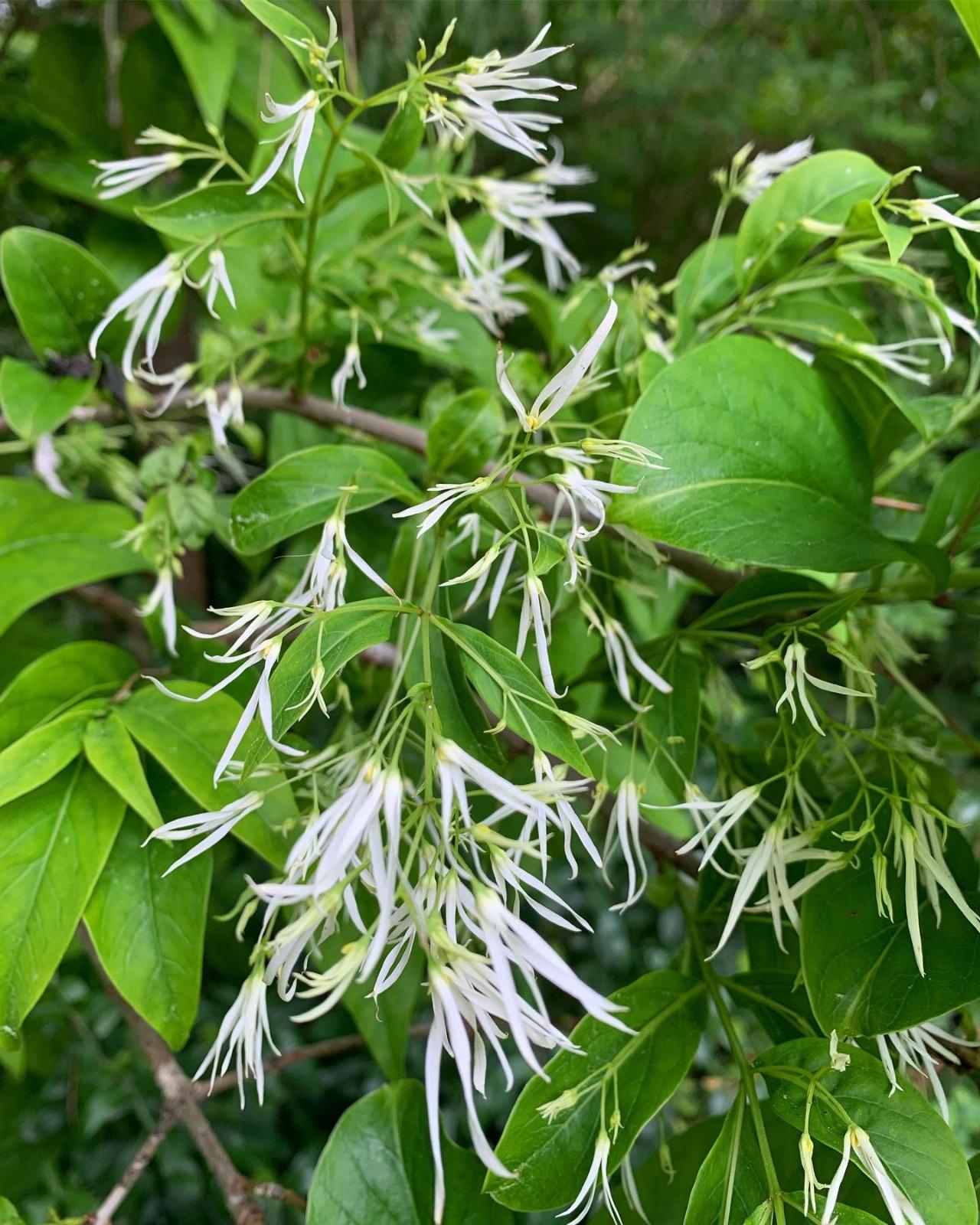 Chionanthus Virginicus Multi Stem - View 12 from www redcrocus com