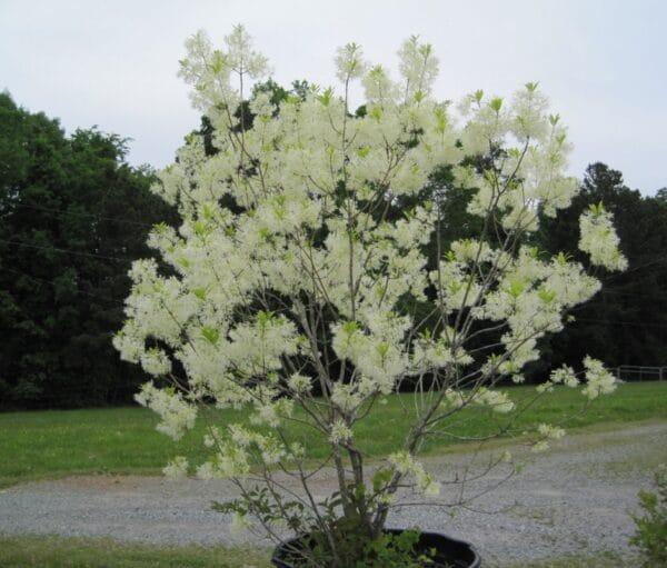 Chionanthus Virginicus Multi Stem - View 14 from www redcrocus com
