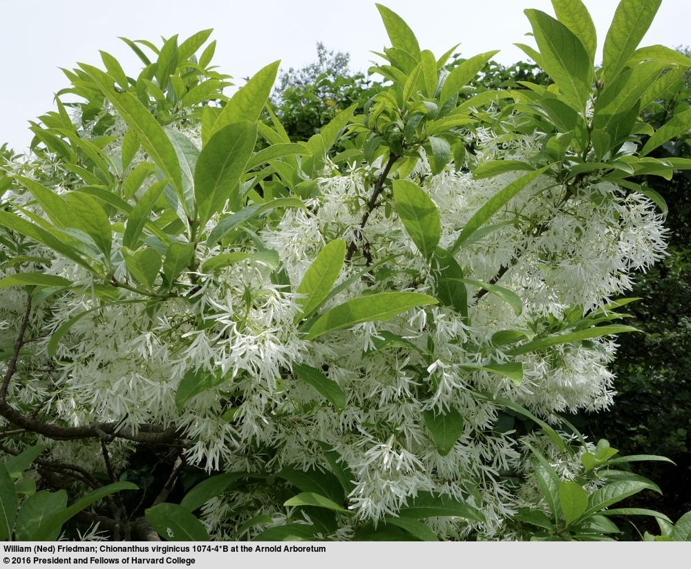 Chionanthus Virginicus Multi Stem - View 15 from www redcrocus com