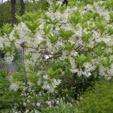 Chionanthus Virginicus Multi Stem - View 17 from www redcrocus com