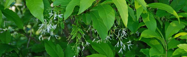 Chionanthus Virginicus Multi Stem - View 18 from www redcrocus com
