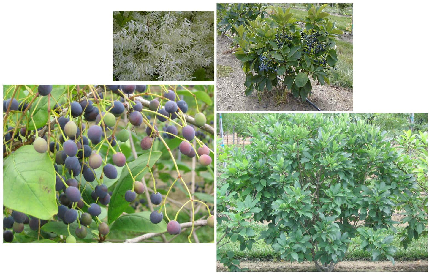 Chionanthus Virginicus Multi Stem - View 19 from www redcrocus com