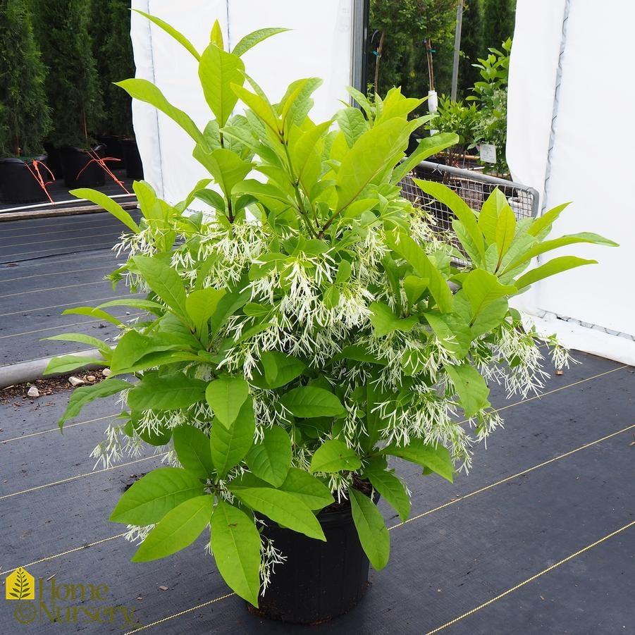 Chionanthus Virginicus Multi Stem - View 20 from www redcrocus com