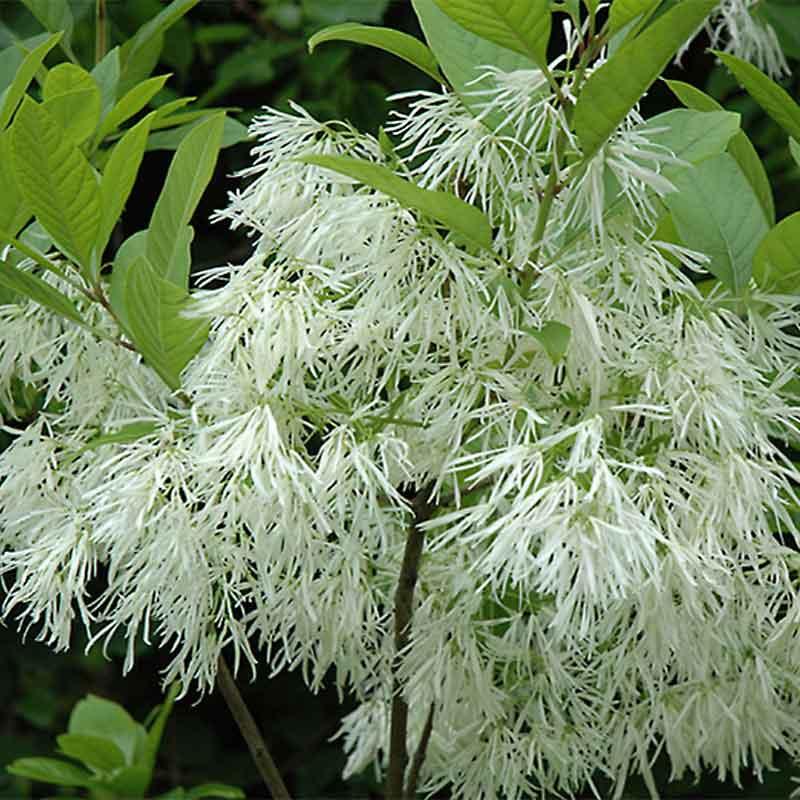 Chionanthus Virginicus Multi Stem - View 2 from www redcrocus com