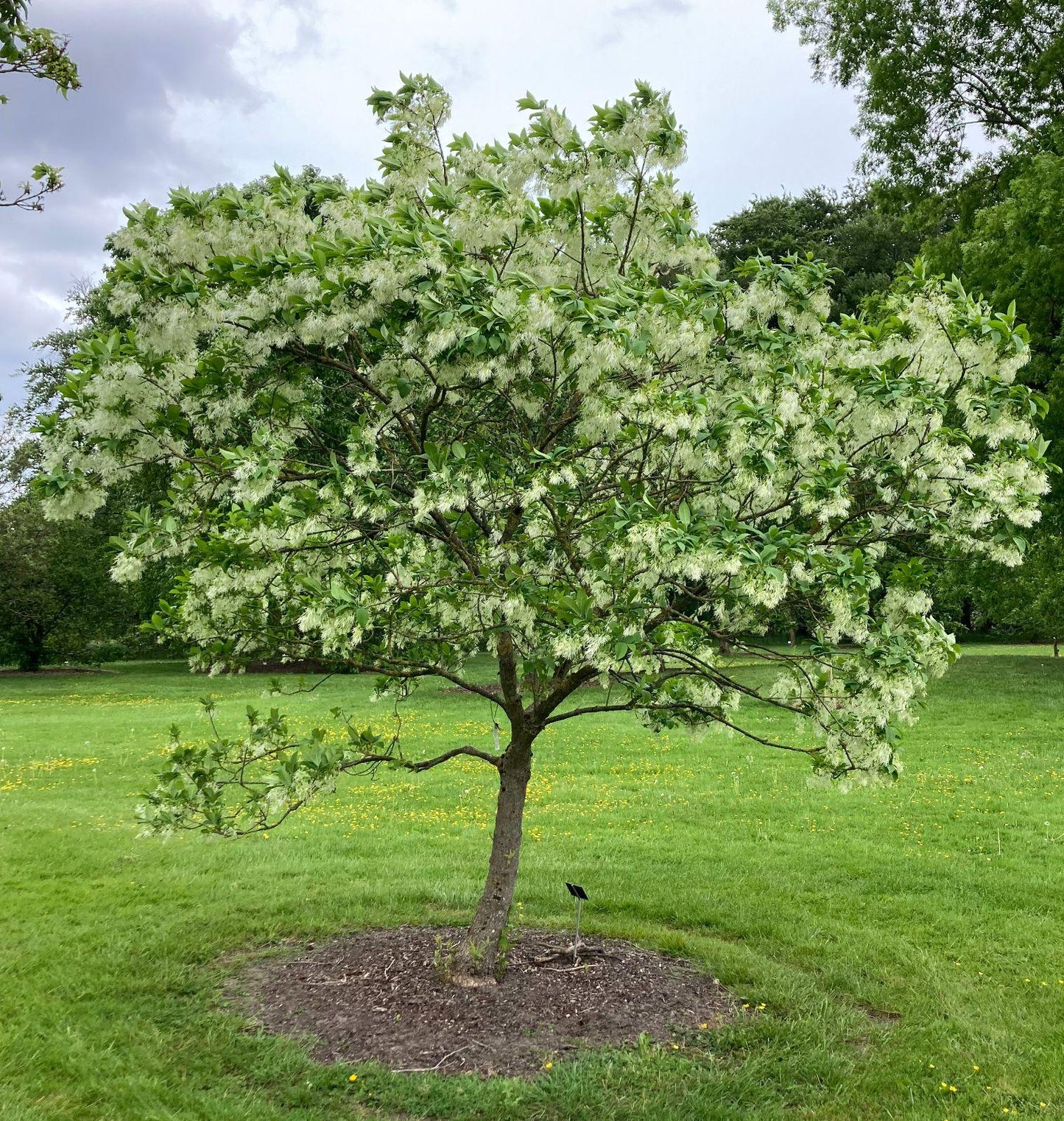 Chionanthus Virginicus Multi Stem - View 3 from www redcrocus com
