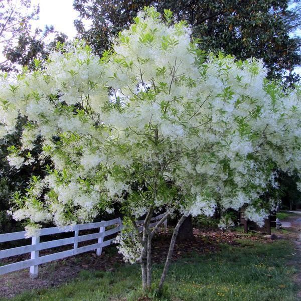 Chionanthus Virginicus Multi Stem - View 5 from www redcrocus com