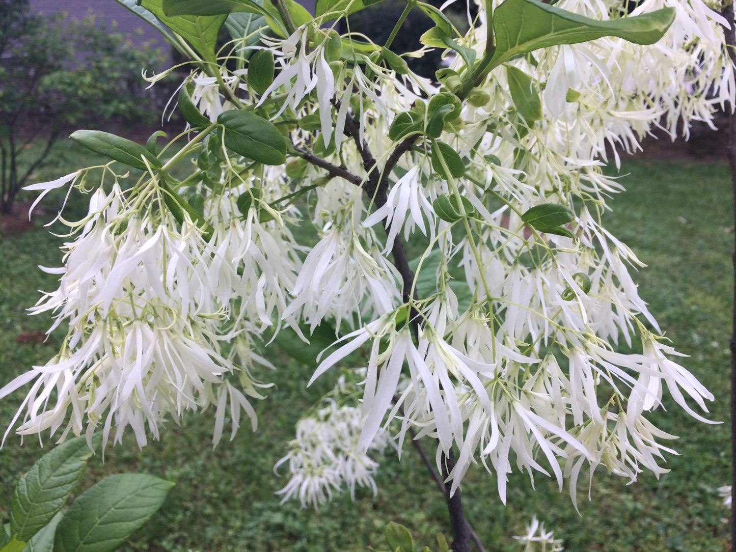Chionanthus Virginicus Multi Stem - View 7 from www redcrocus com