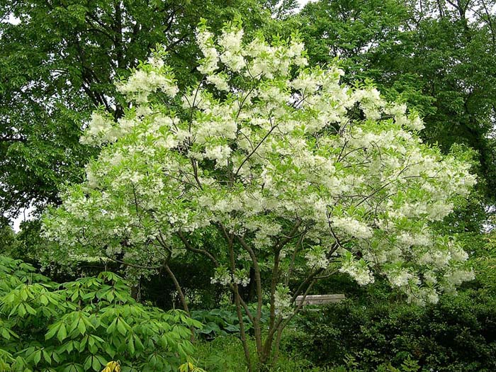 Chionanthus Virginicus Multi Stem - View 7 from www redcrocus com