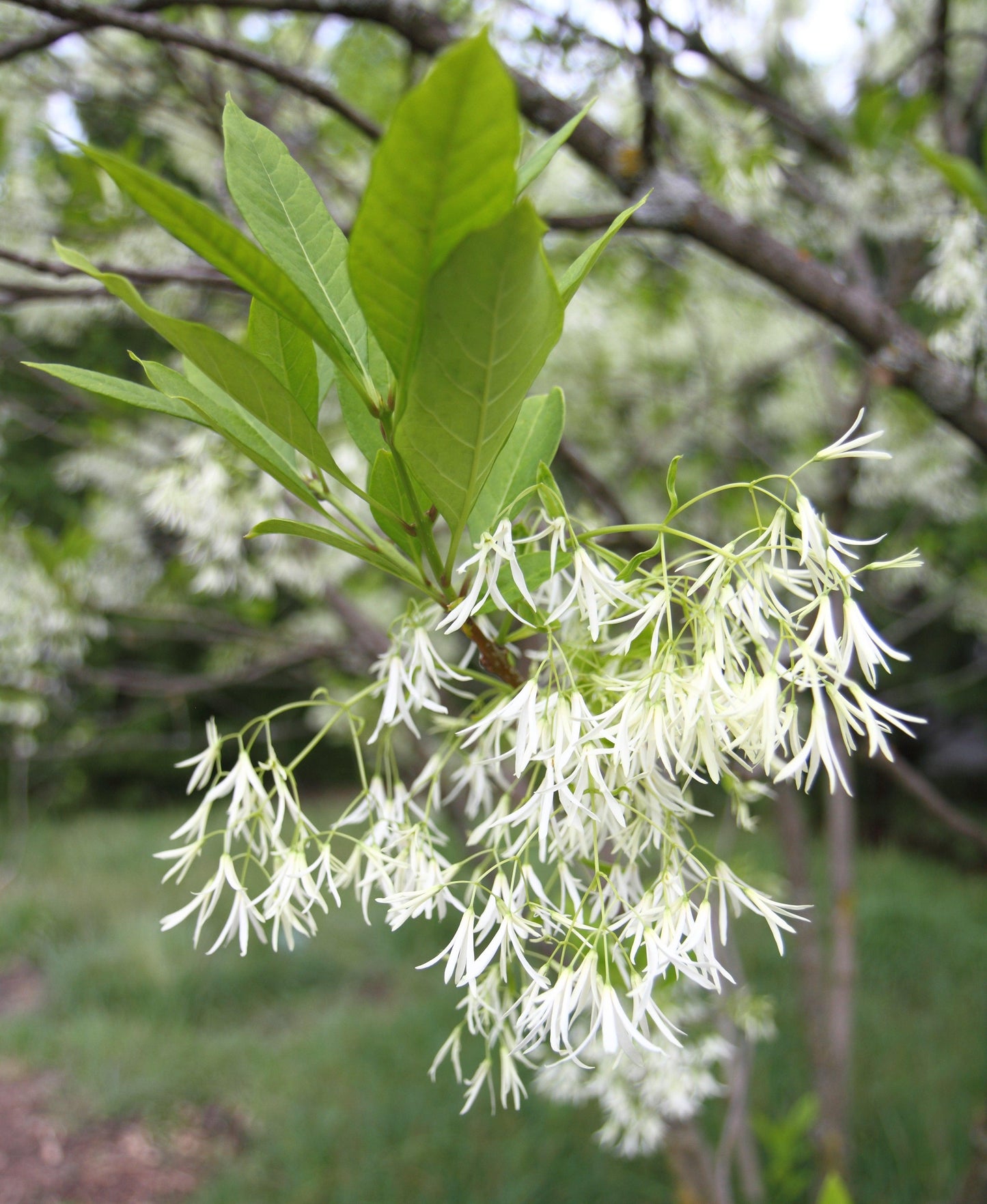 Chionanthus Virginicus Multi Stem - View 8 from www redcrocus com