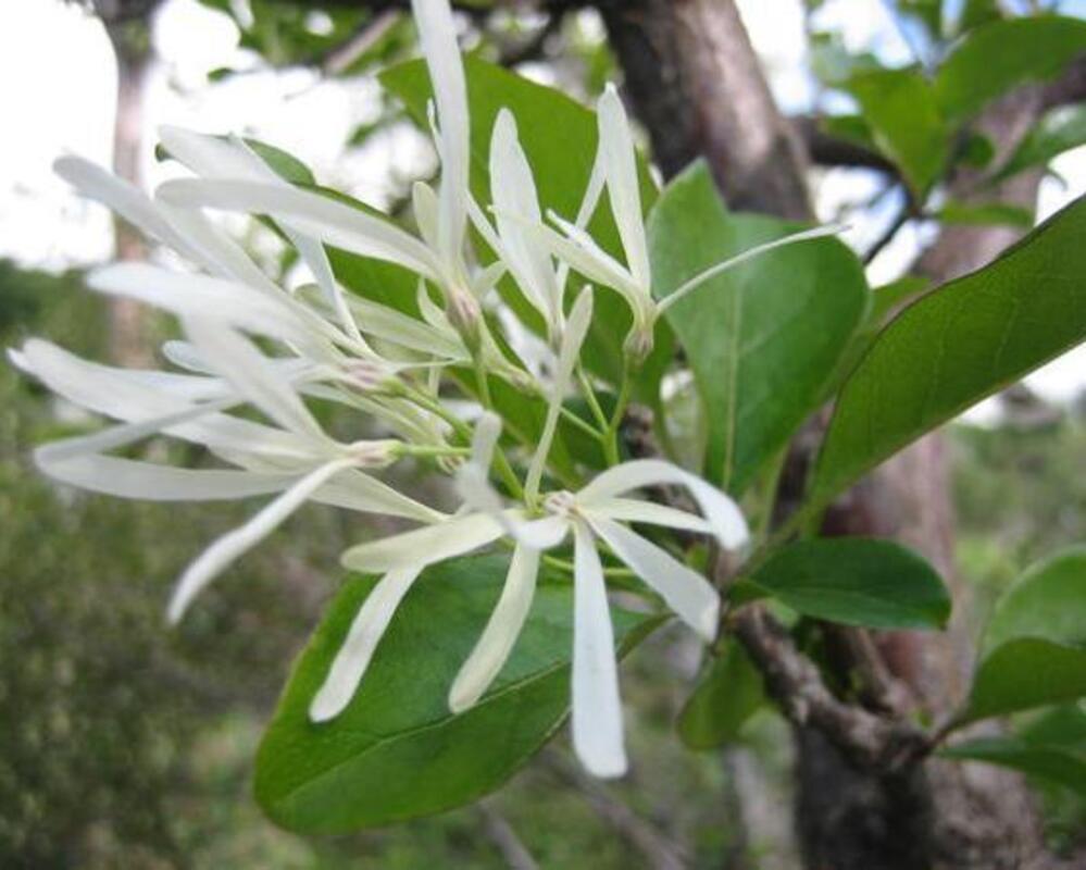Chionanthus Virginicus Multi Stem - View 9 from www redcrocus com